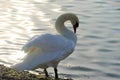 Swan on the lake spread wings close details Royalty Free Stock Photo