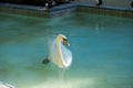 Swan in the lake in spring, beautiful waterfowl Swan in the lake in spring, lake or river with swan Royalty Free Stock Photo