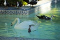 Swan in the lake in spring, beautiful waterfowl Swan in the lake in spring, lake or river with swan Royalty Free Stock Photo