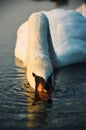 SWAN AT THE LAKE STRKOVEC BRATISLAVA Royalty Free Stock Photo