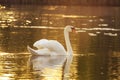 Swan on a lake in sunlight Royalty Free Stock Photo