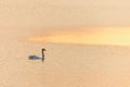 Swan on the lake at sunset