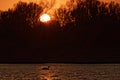 Swan on Lake at Sunset Royalty Free Stock Photo