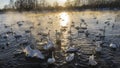 Swan Lake at sunset in winter Royalty Free Stock Photo