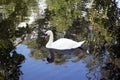 Swan in a lake