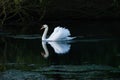 Swan in a lake