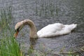 A swan in the lake is swimming near the shore and looking for something Royalty Free Stock Photo