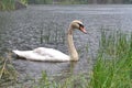 A swan in the lake swims near the grass under the rain Royalty Free Stock Photo