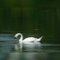 Swan on lake Royalty Free Stock Photo