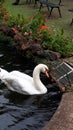 Swan on the lake in the Tropical Garden at Monte above Funchal Madeira Royalty Free Stock Photo