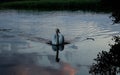 Swan on Lake Trzesiecko. Almost tame