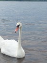 Swan in the lake very brave close to the peaple