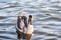 Swan on lake water in sunset day, Swans on pond, nature series. Royalty Free Stock Photo