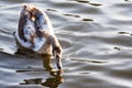 Swan on lake water in sunset day, Swans on pond, nature series. Royalty Free Stock Photo