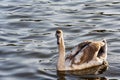 Swan on lake water in sunset day, Swans on pond, nature series. Royalty Free Stock Photo