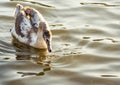 Swan on lake water in sunset day, Swans on pond, nature series. Royalty Free Stock Photo