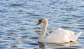 Swan on lake water in sunset day, Swans on pond, nature series. Royalty Free Stock Photo