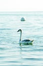 Swan in lake waterbirds theme