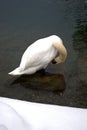 Swan in the lake in Werdenberg in Switzerland 15.1.2021