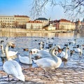 Swan at the lake, Birds, Buildings, Old city, Spring time Royalty Free Stock Photo