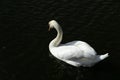 Swan lake, white swan, lakeside, park Royalty Free Stock Photo