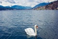 Swan in the lake