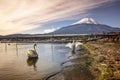 Swan at Lake Yamanaka Royalty Free Stock Photo