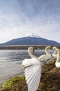 Swan at Lake Yamanaka Royalty Free Stock Photo