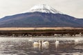 Swan at Lake Yamanaka Royalty Free Stock Photo