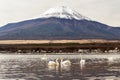 Swan at Lake Yamanaka