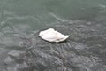 Swan on Lake Zurich