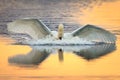 Swan landing Royalty Free Stock Photo