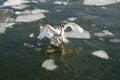 A swan landing in ice covered water