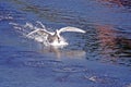 Swan landing on water