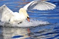 Swan Royalty Free Stock Photo
