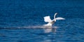 Swan Landing On Water Royalty Free Stock Photo