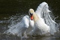 A swan lands on the water Royalty Free Stock Photo