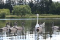 Swan with little swans on a pond