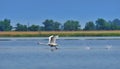 Swan ready to take flight in natural reserve of the Danube Delta. Danube River - landmark attraction in Romania