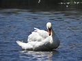 Swan Looking Down at its Reflection