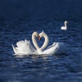 Swan Love Royalty Free Stock Photo