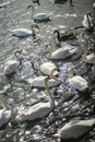 Swan, many