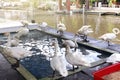 Swan, many swan white in the pond farm, swan white floating in water Royalty Free Stock Photo