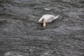 A swan mastering the current, searching for food Royalty Free Stock Photo