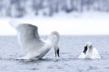 Swan mating dance