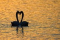 Swan mating ritual at sunset, Switzerland