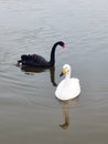 Cute black swan and white swan in the water.