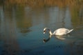 A swan mirrored in the water