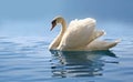 Swan on misty blue lake