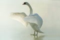 Swan on a misty frozen lake at sunrise